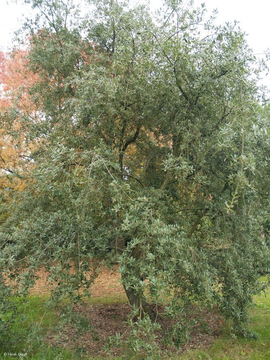 Quercus ilex - Herrenkamper Gärten - Pflanzenraritäten