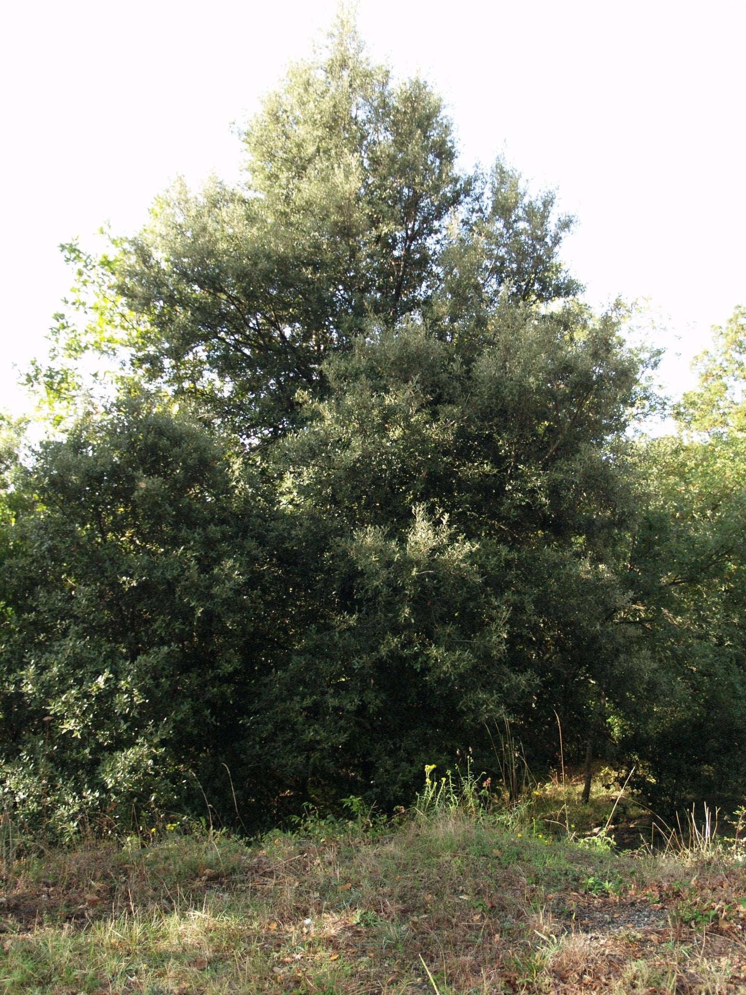 Quercus ilex - Herrenkamper Gärten - Pflanzenraritäten