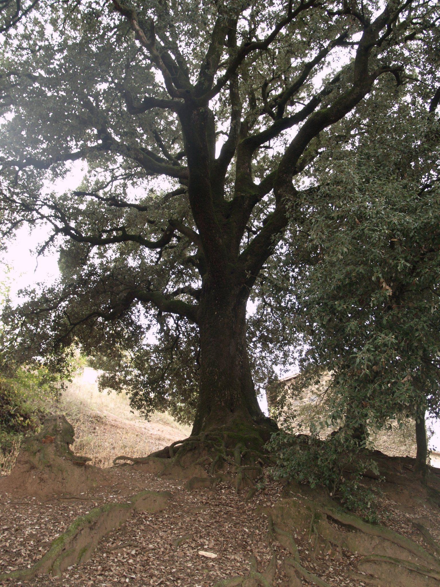 Quercus ilex - Herrenkamper Gärten - Pflanzenraritäten