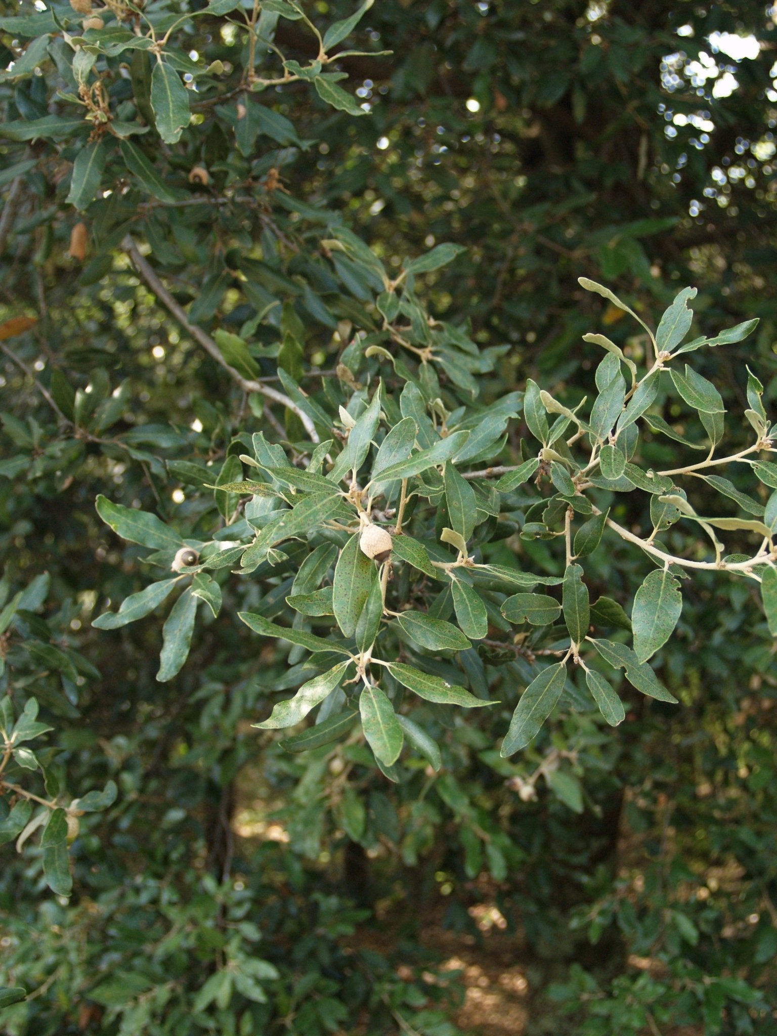 Quercus ilex - Herrenkamper Gärten - Pflanzenraritäten