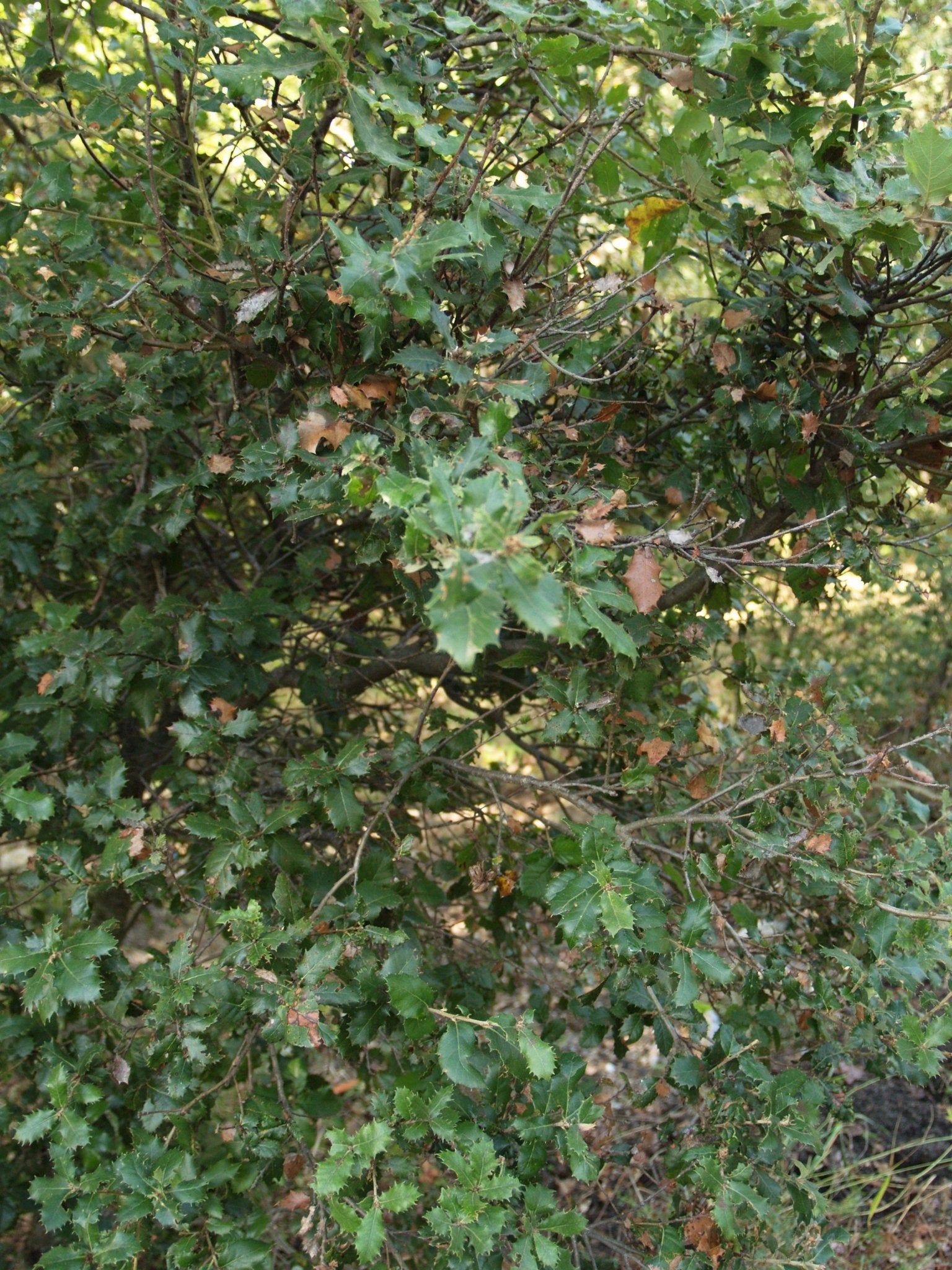 Quercus ilex - Herrenkamper Gärten - Pflanzenraritäten