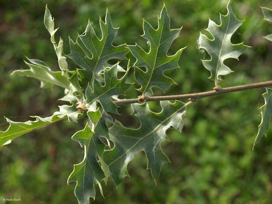 Quercus kelloggii - Herrenkamper Gärten - Pflanzenraritäten