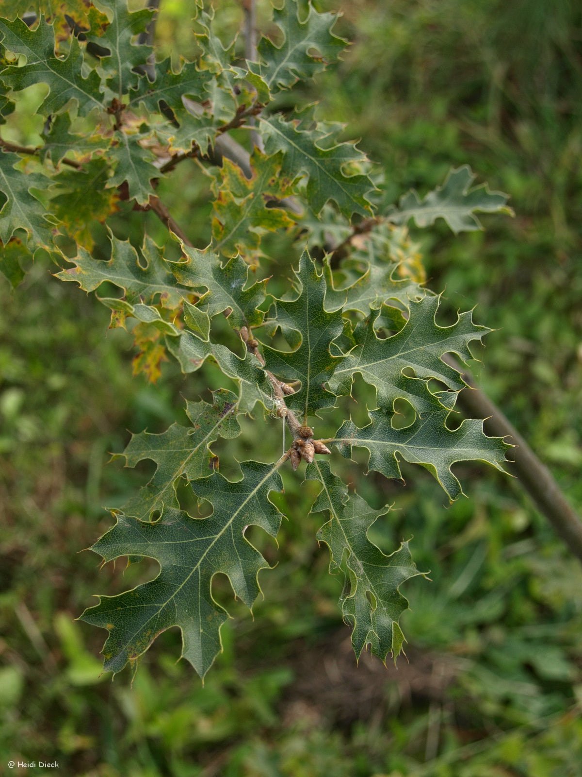 Quercus kelloggii - Herrenkamper Gärten - Pflanzenraritäten