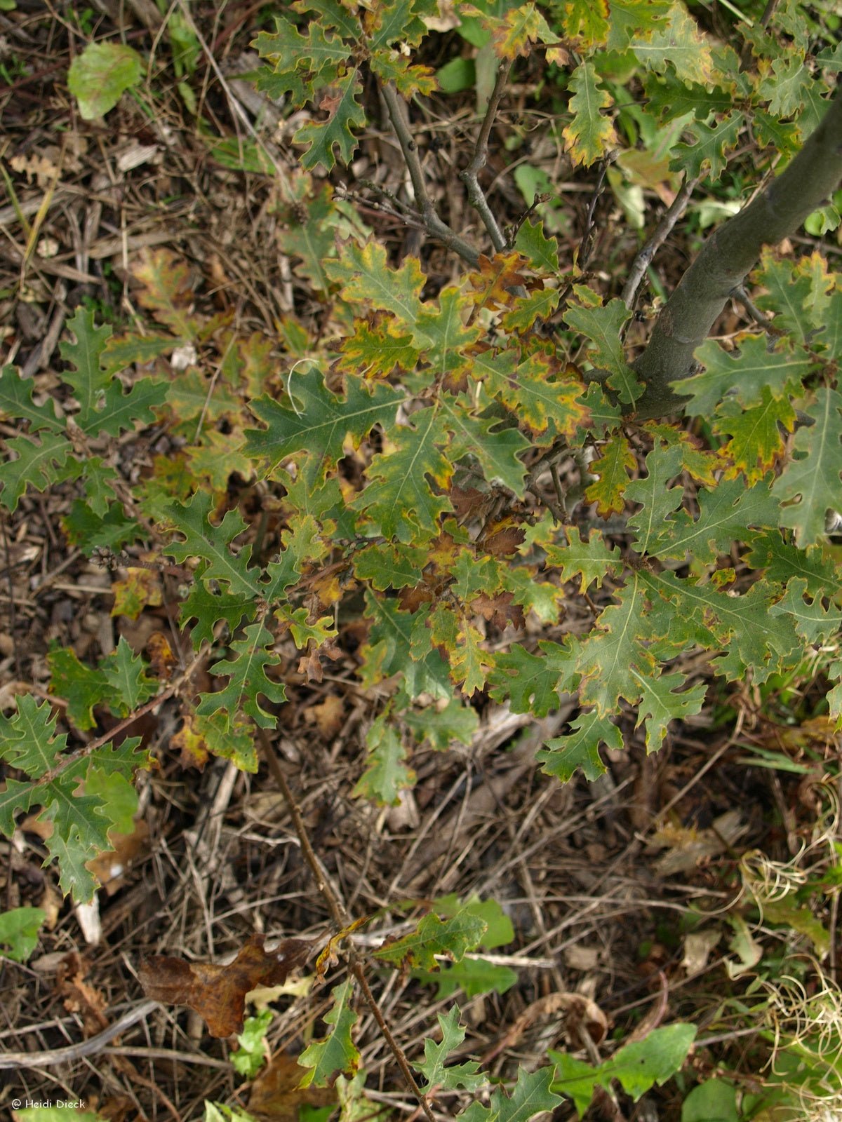 Quercus kelloggii - Herrenkamper Gärten - Pflanzenraritäten