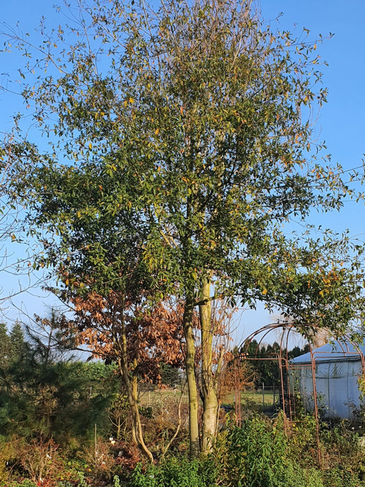 Quercus laurifolia - Herrenkamper Gärten - Pflanzenraritäten