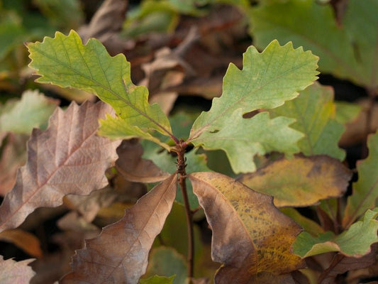 Quercus macrocarpa - Herrenkamper Gärten - Pflanzenraritäten