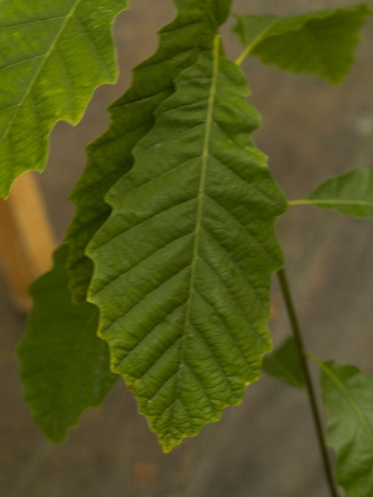 Quercus muehlenbergii - Herrenkamper Gärten - Pflanzenraritäten