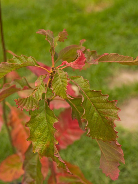 Quercus muehlenbergii - Herrenkamper Gärten - Pflanzenraritäten