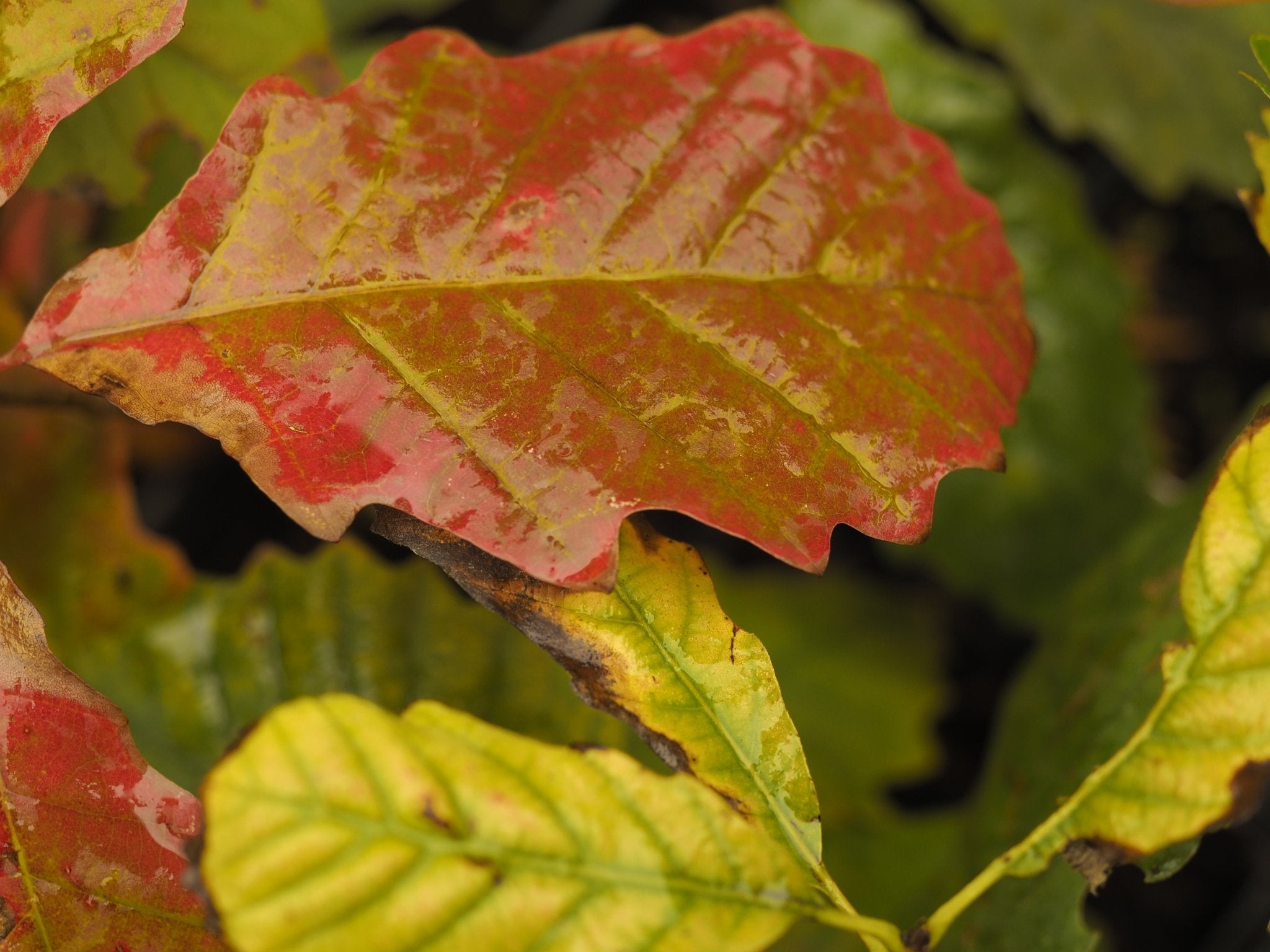 Quercus muehlenbergii - Herrenkamper Gärten - Pflanzenraritäten