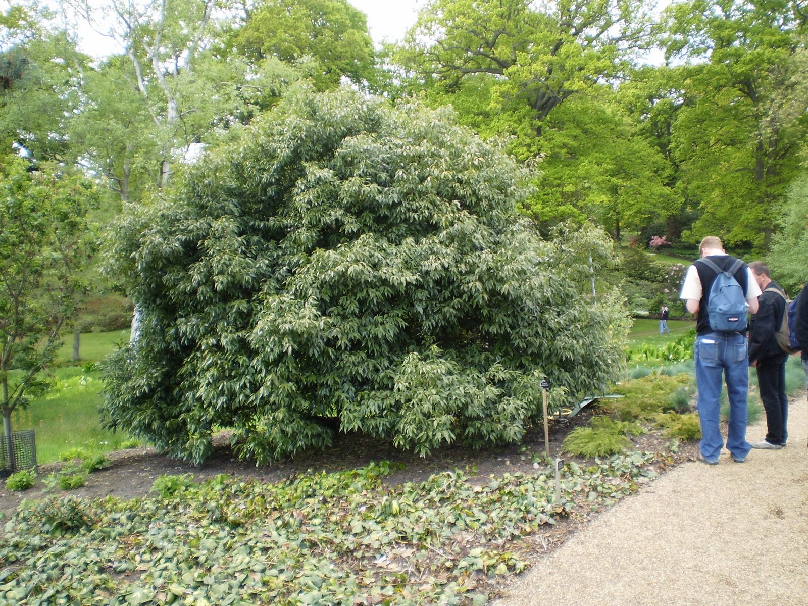 Quercus myrsinifolia - Herrenkamper Gärten - Pflanzenraritäten