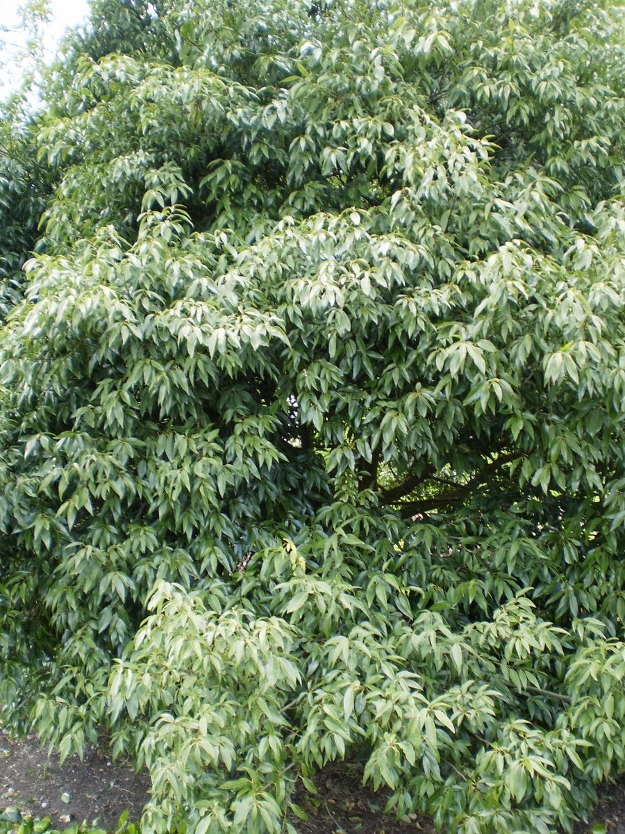 Quercus myrsinifolia - Herrenkamper Gärten - Pflanzenraritäten