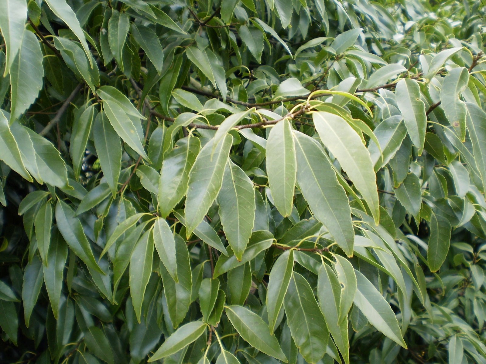 Quercus myrsinifolia - Herrenkamper Gärten - Pflanzenraritäten