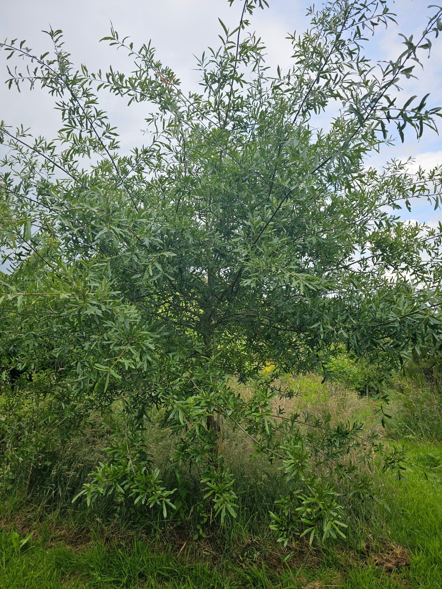 Quercus nigra - Herrenkamper Gärten - Pflanzenraritäten