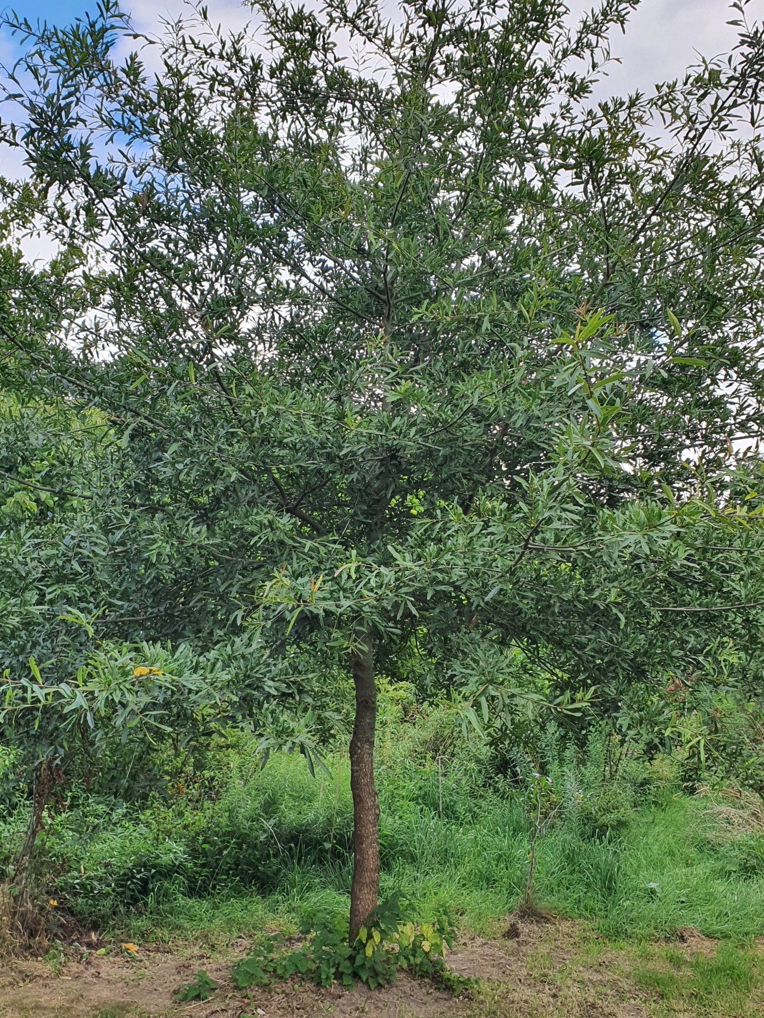 Quercus nigra - Herrenkamper Gärten - Pflanzenraritäten