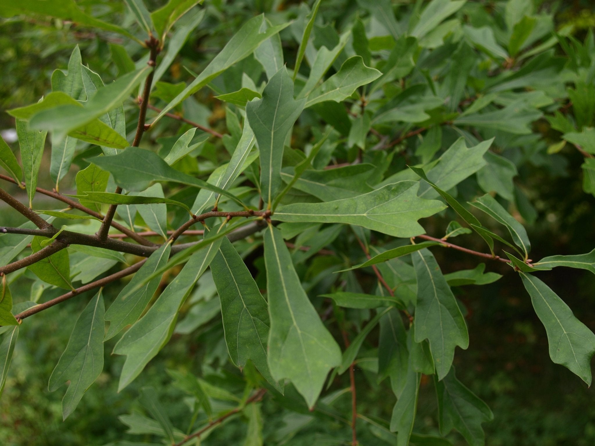 Quercus nigra - Herrenkamper Gärten - Pflanzenraritäten