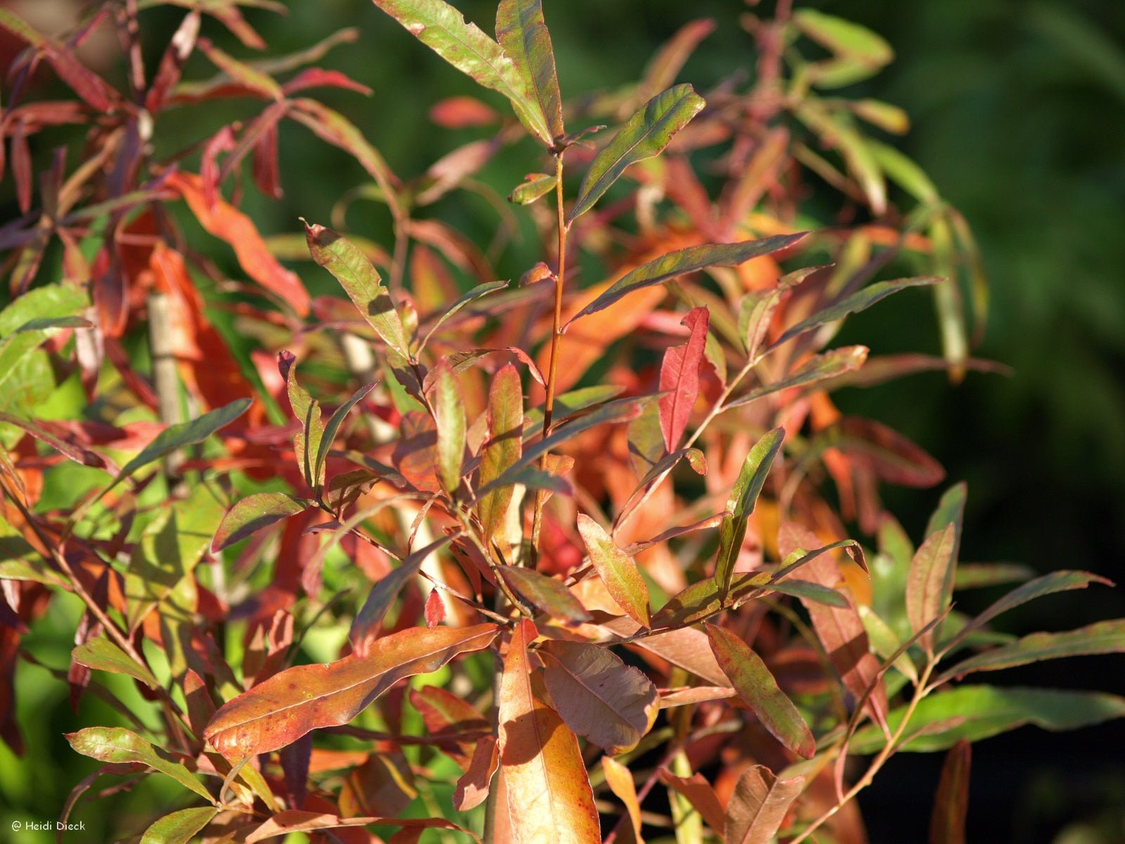 Quercus nigra - Herrenkamper Gärten - Pflanzenraritäten