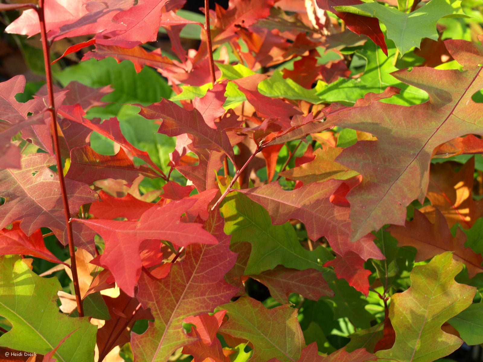 Quercus nuttallii, syn. Quercus texana - Herrenkamper Gärten - Pflanzenraritäten