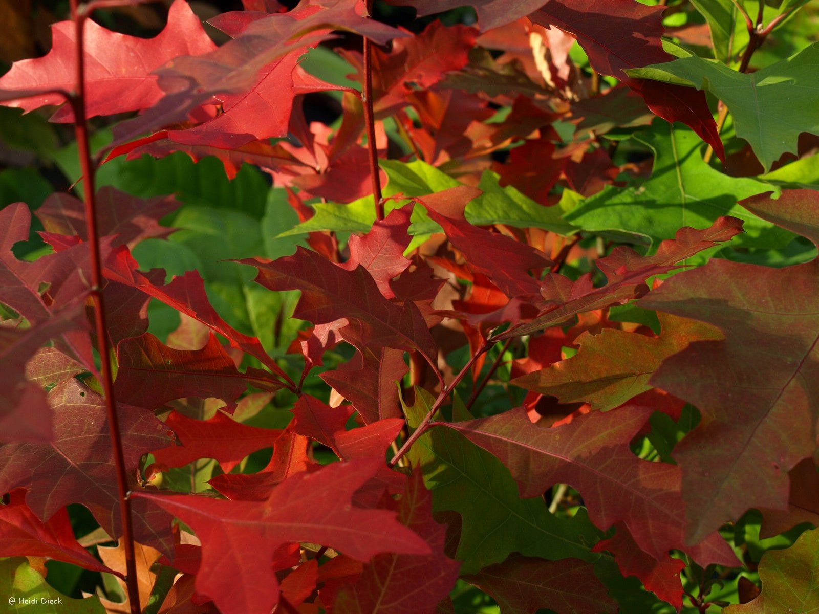 Quercus nuttallii, syn. Quercus texana - Herrenkamper Gärten - Pflanzenraritäten