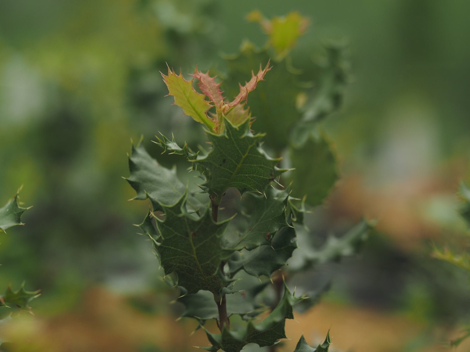 Quercus palmeri - Herrenkamper Gärten - Pflanzenraritäten