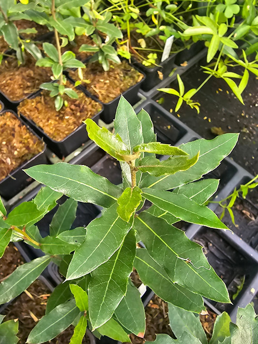 Quercus parvula - Herrenkamper Gärten - Pflanzenraritäten