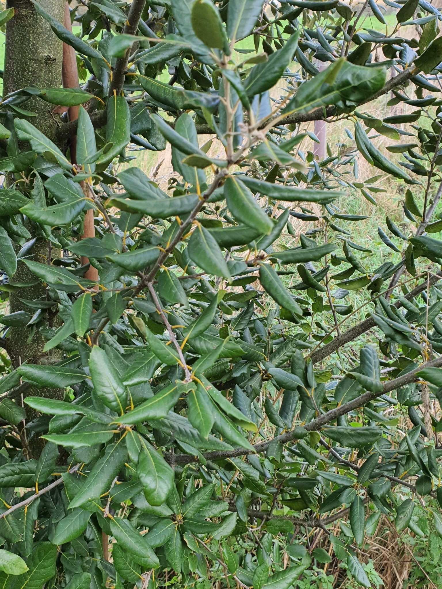 Quercus phillyreoides - Herrenkamper Gärten - Pflanzenraritäten