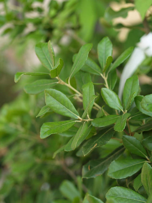 Quercus phillyreoides - Herrenkamper Gärten - Pflanzenraritäten