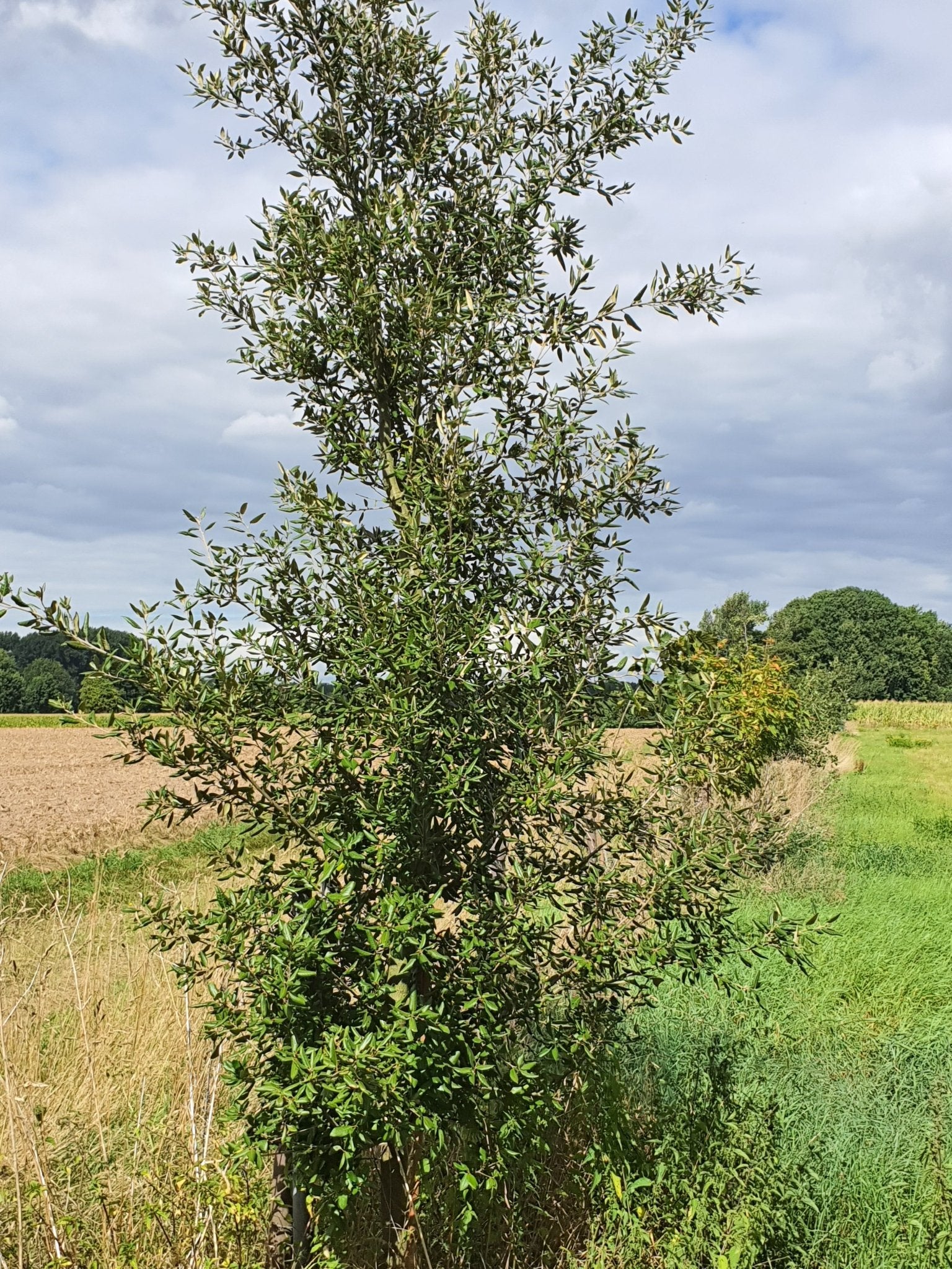 Quercus phillyreoides - Herrenkamper Gärten - Pflanzenraritäten