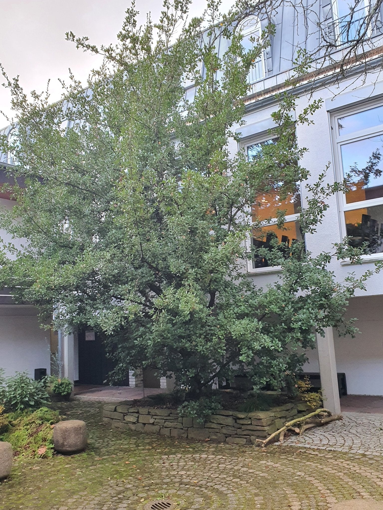 Quercus phillyreoides - Herrenkamper Gärten - Pflanzenraritäten