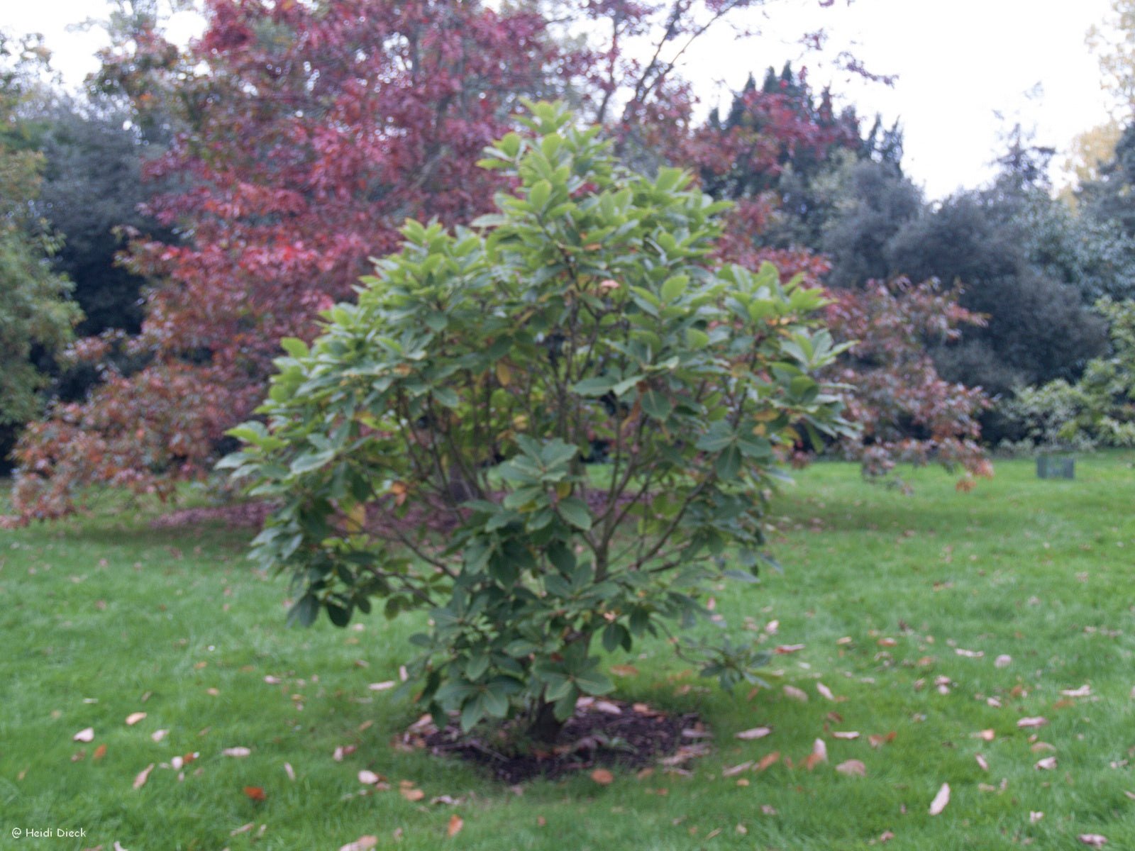 Quercus pontica - Herrenkamper Gärten - Pflanzenraritäten