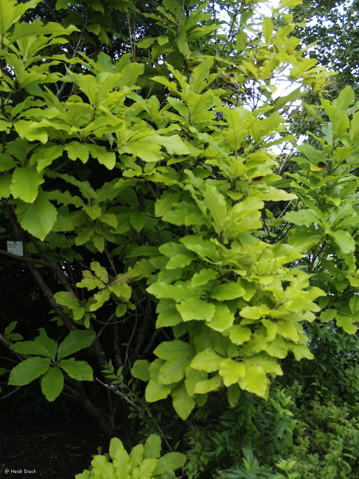 Quercus pontica - Herrenkamper Gärten - Pflanzenraritäten