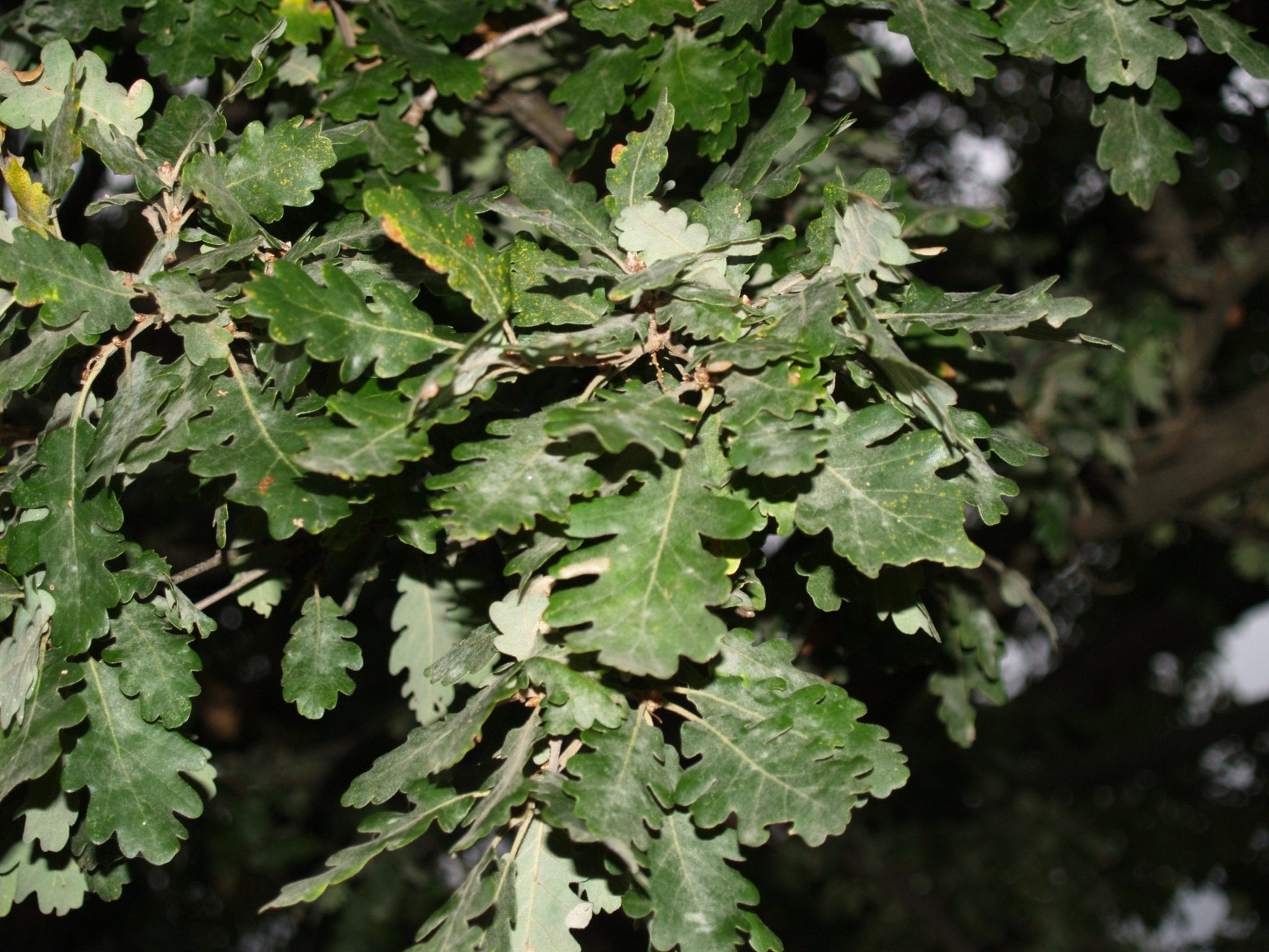 Quercus pubescens - Herrenkamper Gärten - Pflanzenraritäten