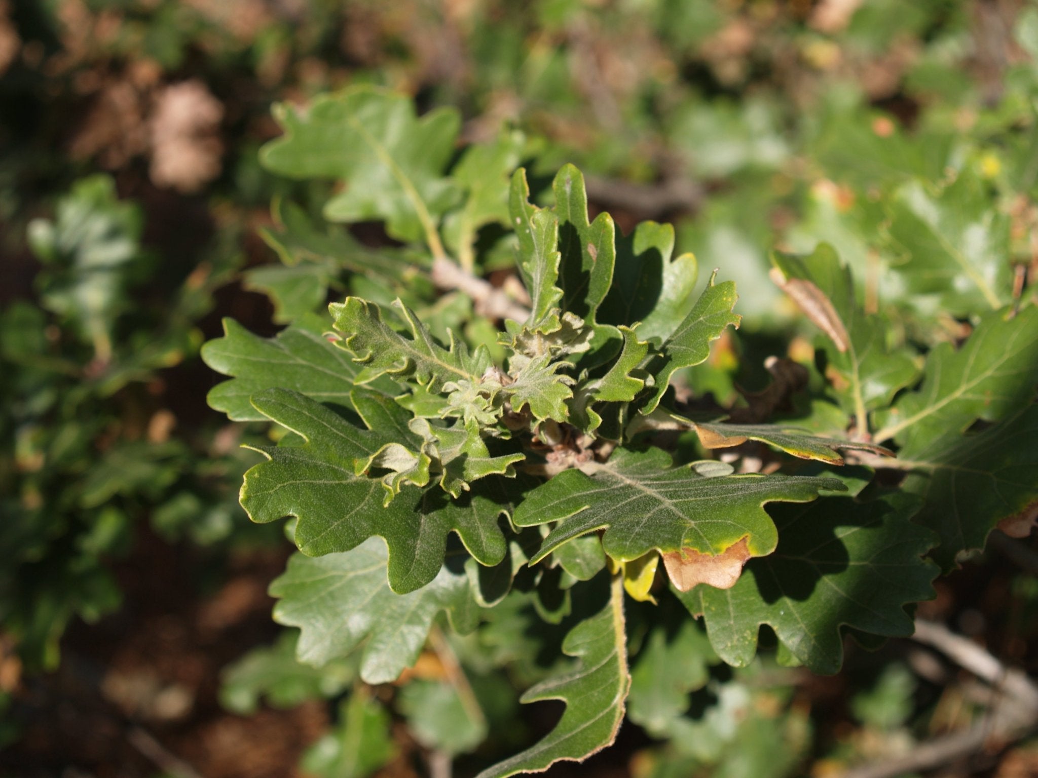 Quercus pubescens - Herrenkamper Gärten - Pflanzenraritäten