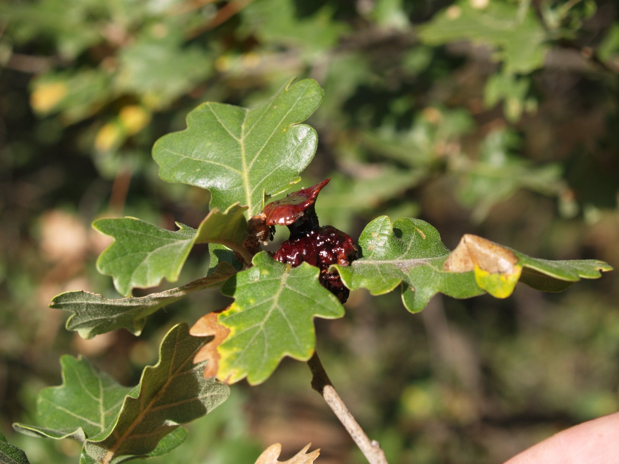 Quercus pubescens - Herrenkamper Gärten - Pflanzenraritäten