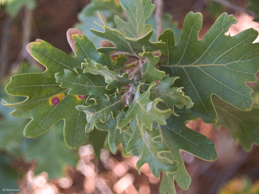 Quercus pubescens - Herrenkamper Gärten - Pflanzenraritäten