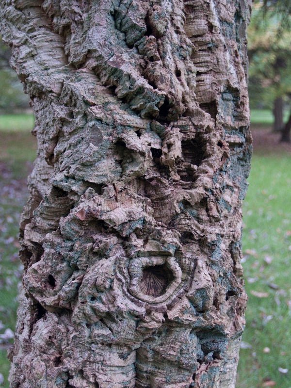 Quercus suber - Herrenkamper Gärten - Pflanzenraritäten