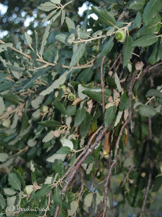 Quercus suber - Herrenkamper Gärten - Pflanzenraritäten