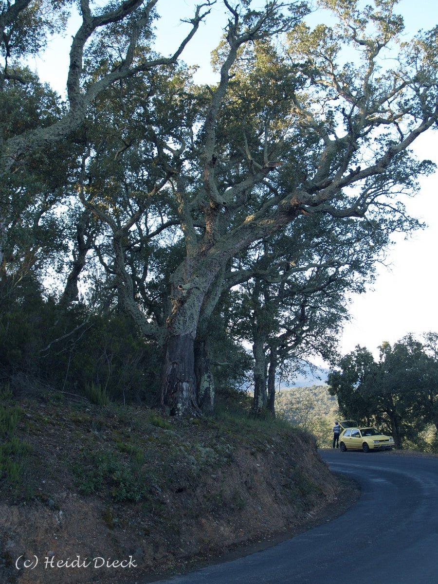 Quercus suber - Herrenkamper Gärten - Pflanzenraritäten