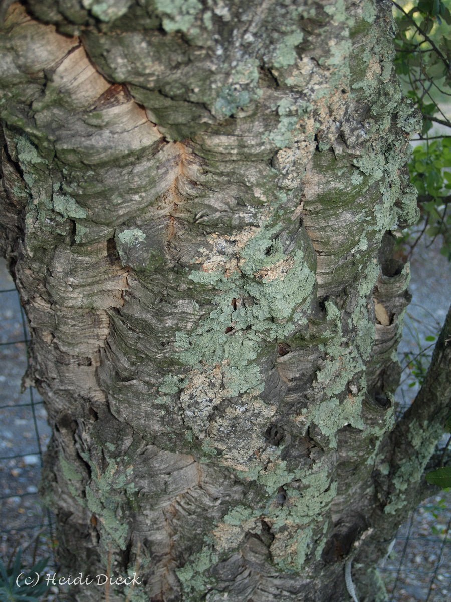 Quercus suber - Herrenkamper Gärten - Pflanzenraritäten