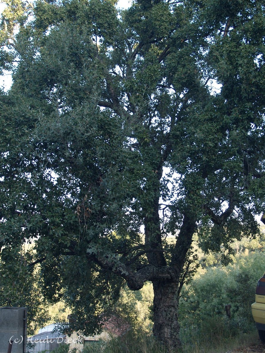 Quercus suber - Herrenkamper Gärten - Pflanzenraritäten