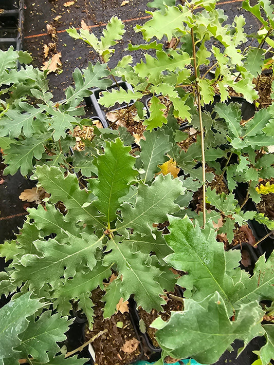 Quercus - unbestimmt - Herrenkamper Gärten - Pflanzenraritäten