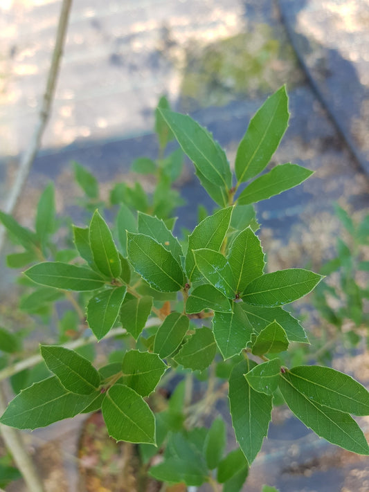 Quercus vaccinifolia - Herrenkamper Gärten - Pflanzenraritäten