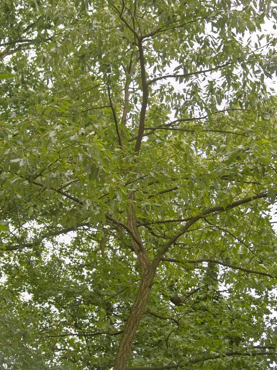 Quercus variabilis - Herrenkamper Gärten - Pflanzenraritäten