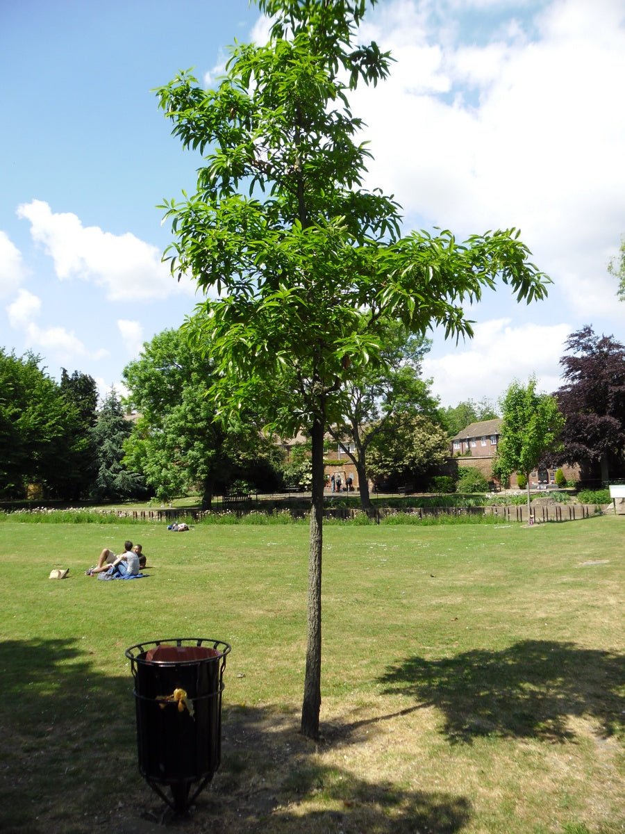 Quercus variabilis - Herrenkamper Gärten - Pflanzenraritäten