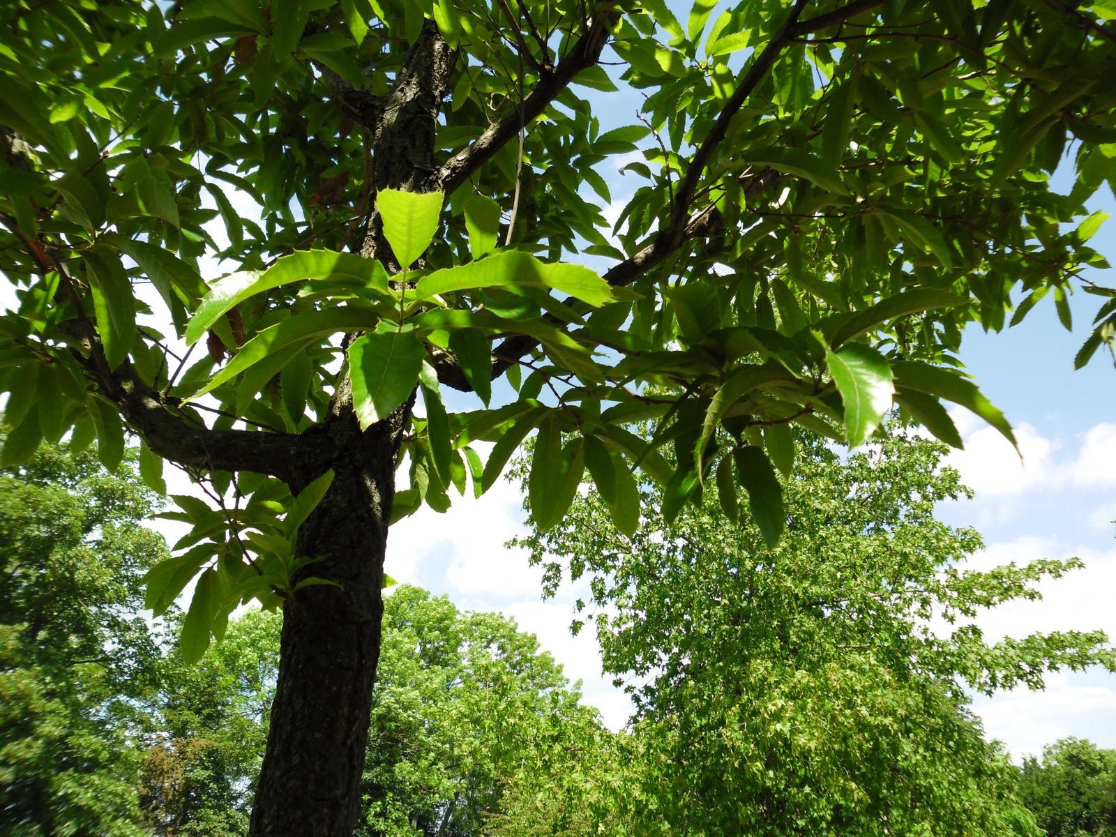 Quercus variabilis - Herrenkamper Gärten - Pflanzenraritäten