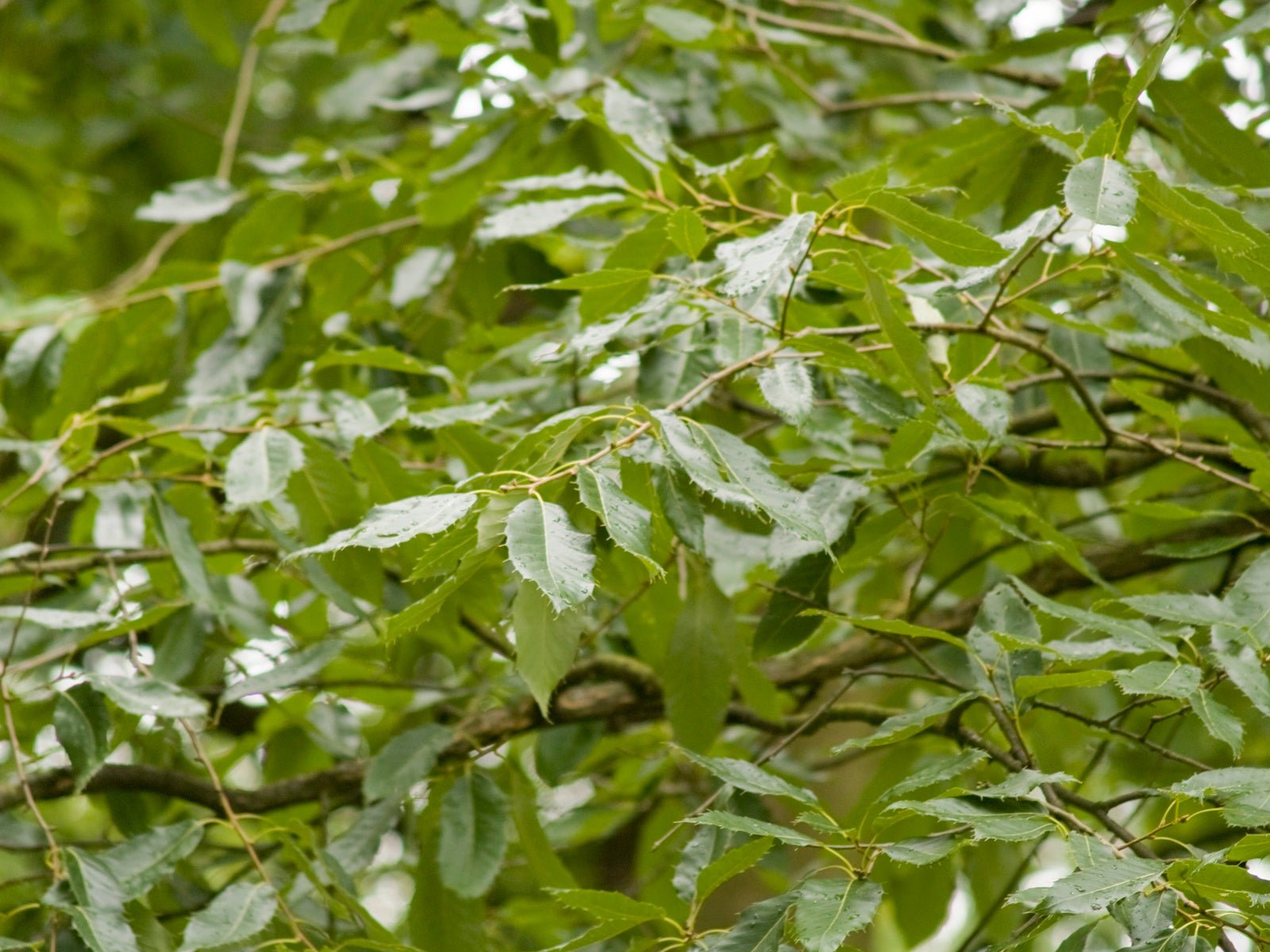 Quercus variabilis - Herrenkamper Gärten - Pflanzenraritäten