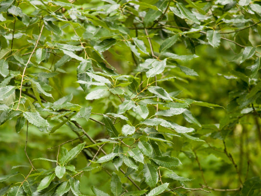 Quercus variabilis - Herrenkamper Gärten - Pflanzenraritäten