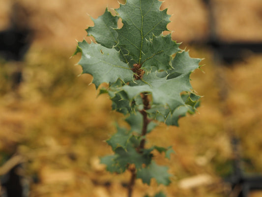 Quercus wislizenii var. frutescens - Herrenkamper Gärten - Pflanzenraritäten