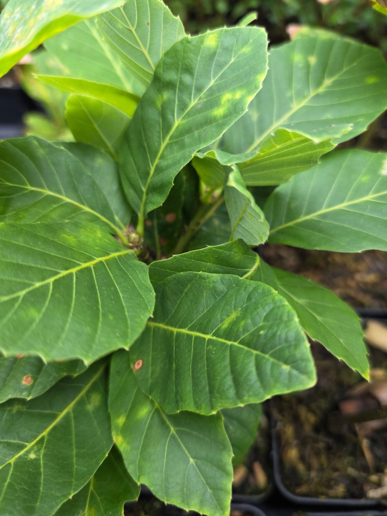 Quercus x undulata - Herrenkamper Gärten - Pflanzenraritäten