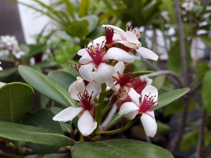 Raphiolepis indica - Herrenkamper Gärten - Pflanzenraritäten