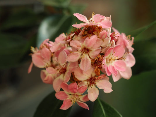 Raphiolepis indica ex. 'Pink Cloud' - Herrenkamper Gärten - Pflanzenraritäten